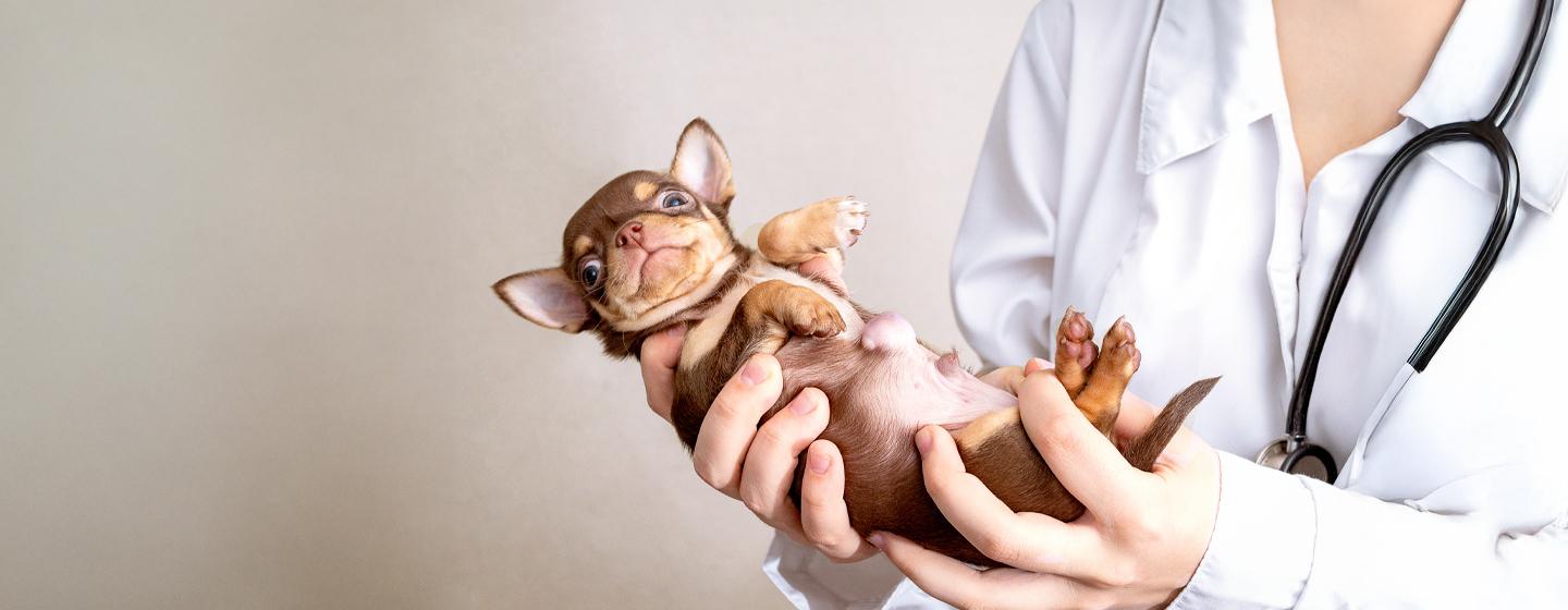 Hernias in Dogs: What You Need to Know