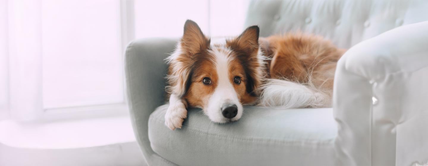 How Much Space Do Dogs Need