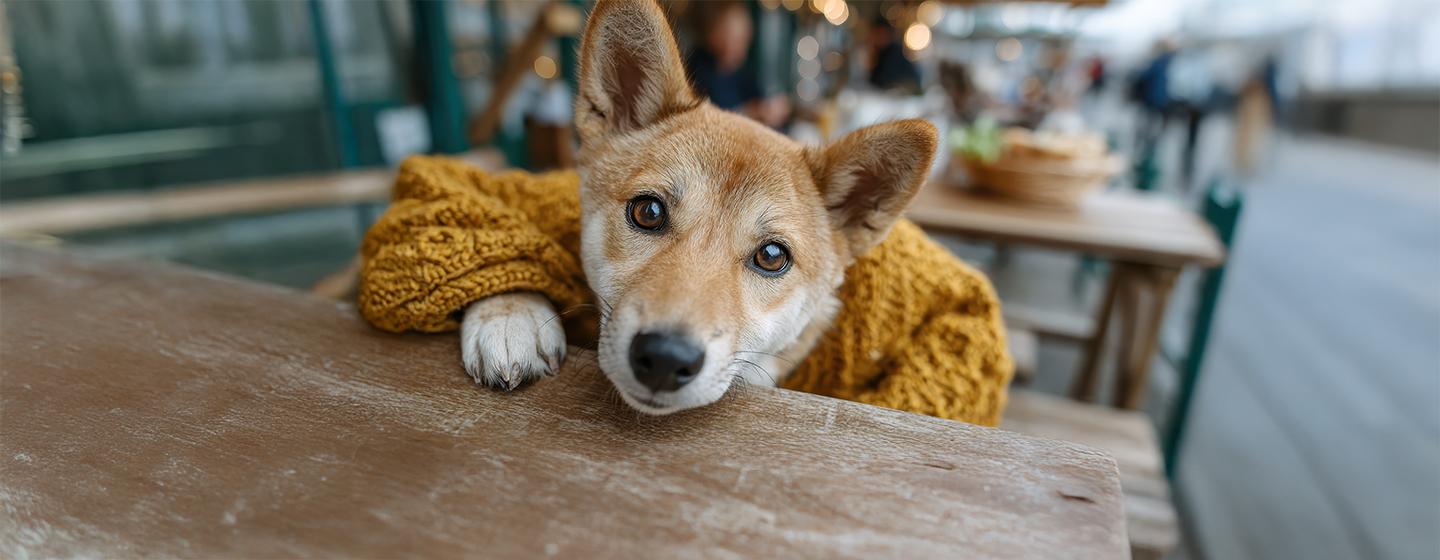 How Often Do Dogs Go Into Heat?
