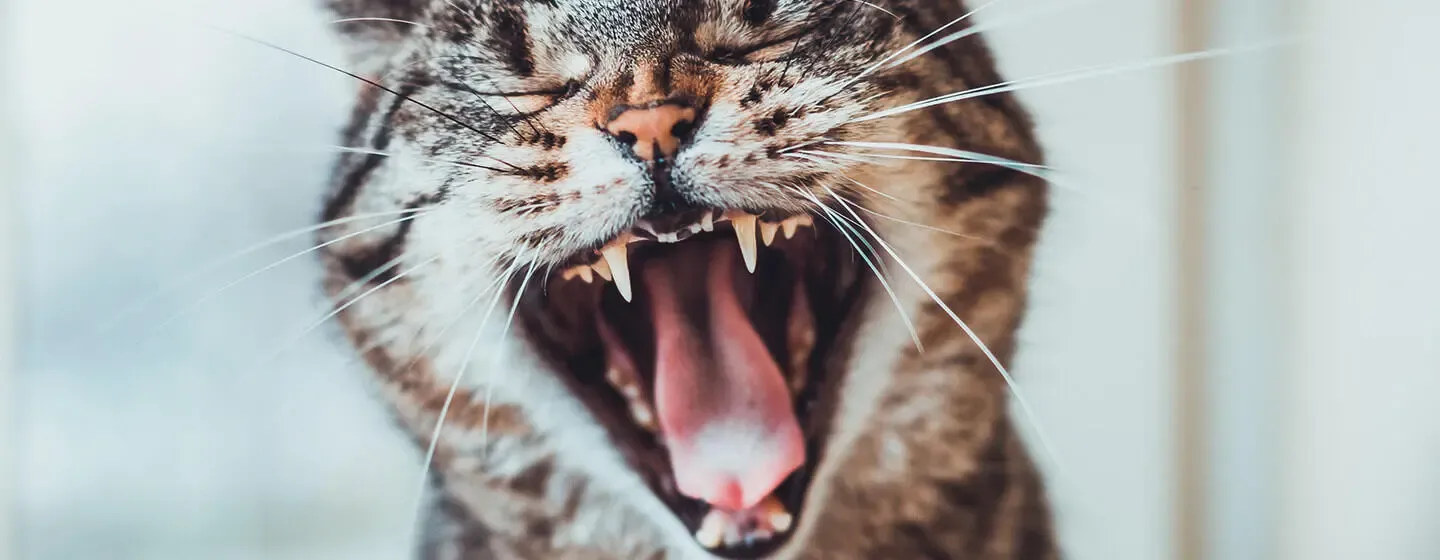 How to Look After Your Cat's Teeth
