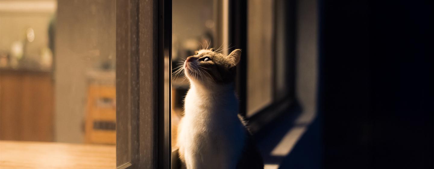 Myth Buster: Are Cats Truly Nocturnal?