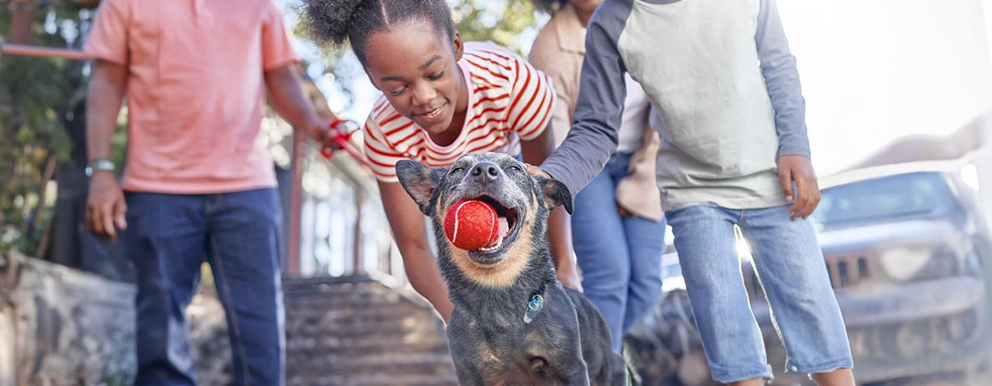 Pet Adoption Interview – Aileen’s Experience