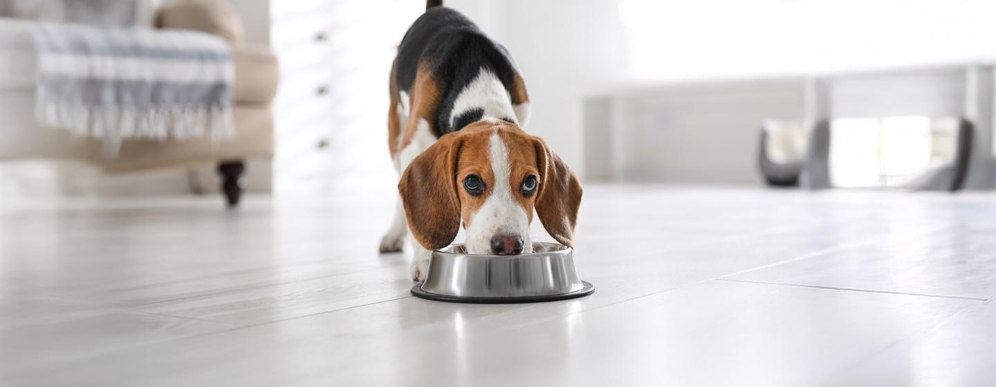 Probiotics for Dogs: What They Are and When to Use Them
