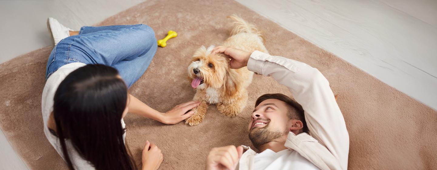 Puppy Buying Guide: Finding the Right Breeder