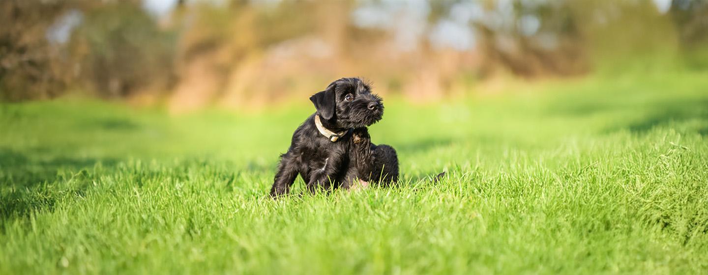 Recognising and Treating Dog Mites