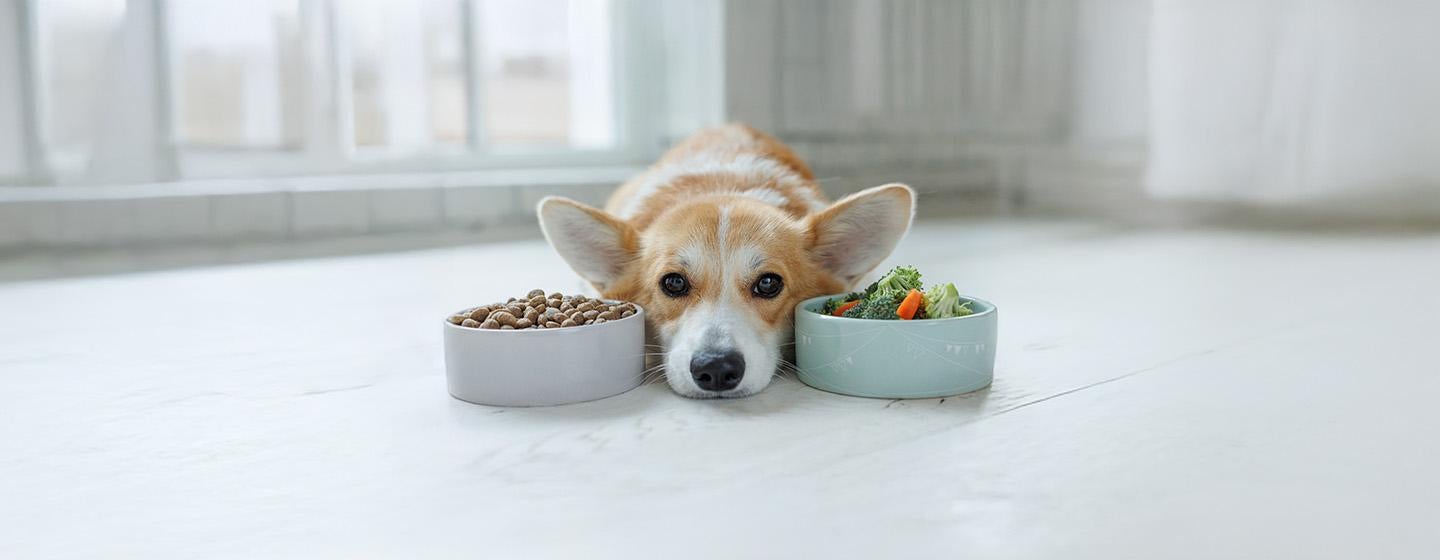 Sensitive Digestion in Dogs and Their Dietary Needs