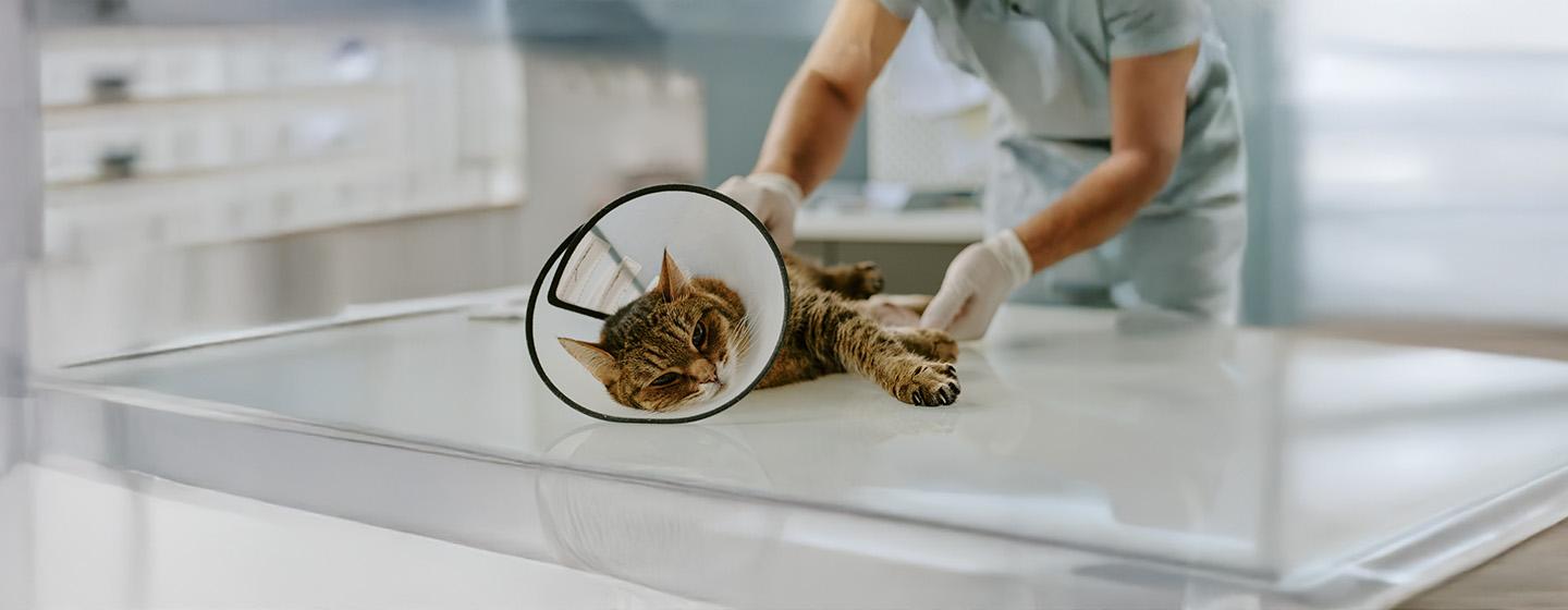 Spaying and Neutering Cats FAQs
