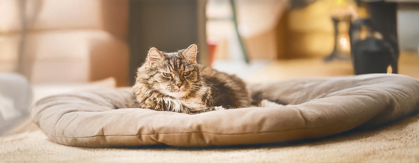 Strange Behaviour in Older Cats