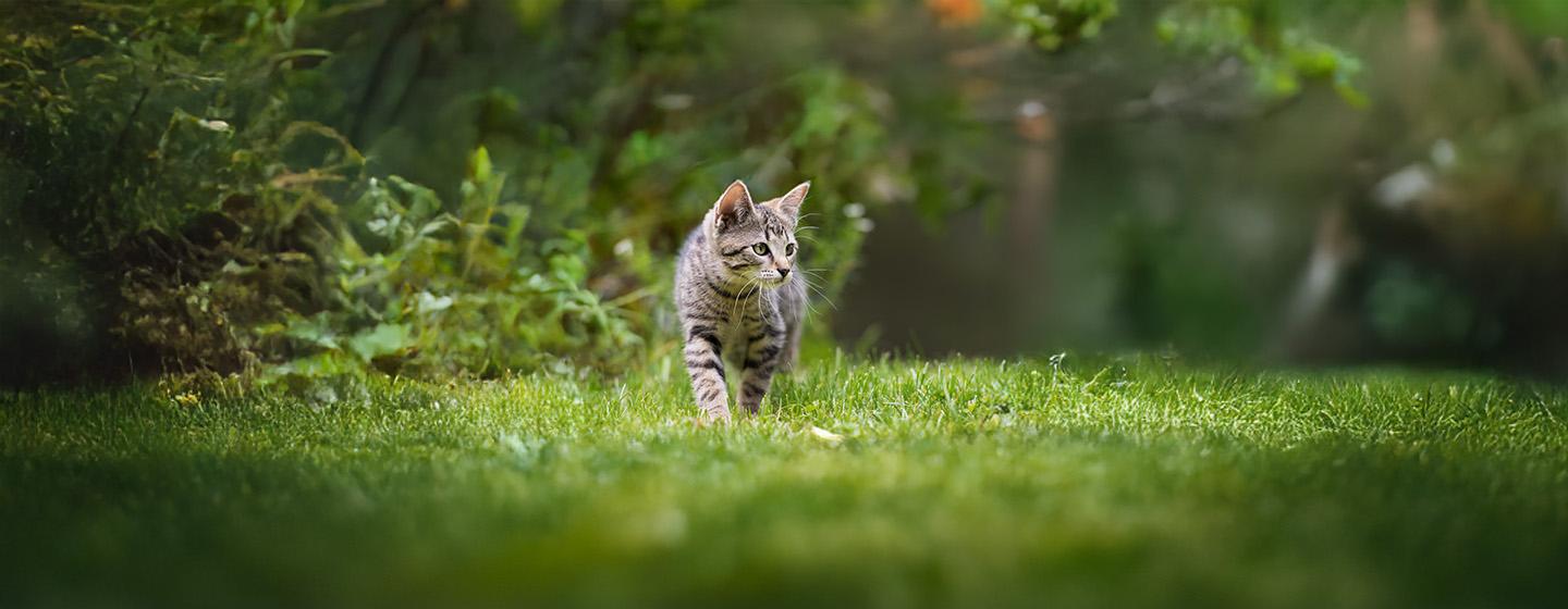 The Best 22 Cat-Friendly Plants