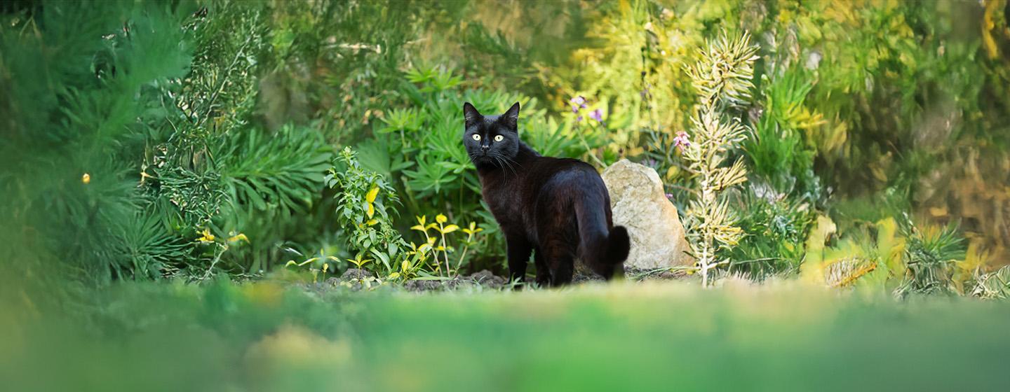 The Best Black Cat Names