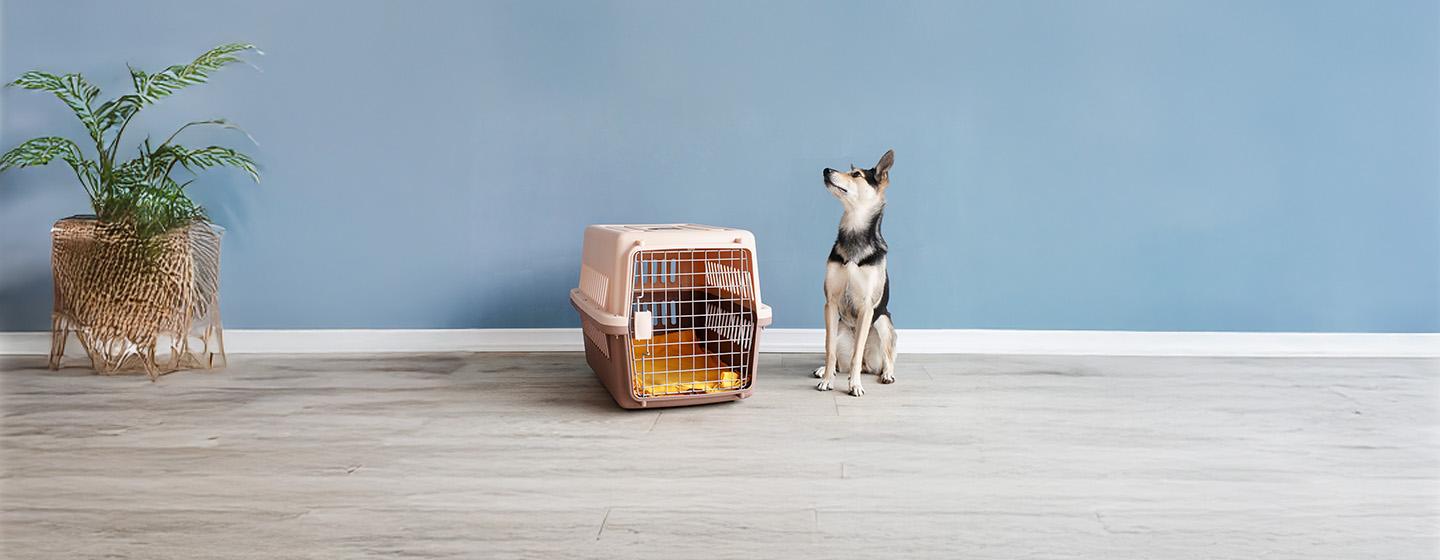 The Easy Guide to Choosing a Boarding Kennel for Your Dog