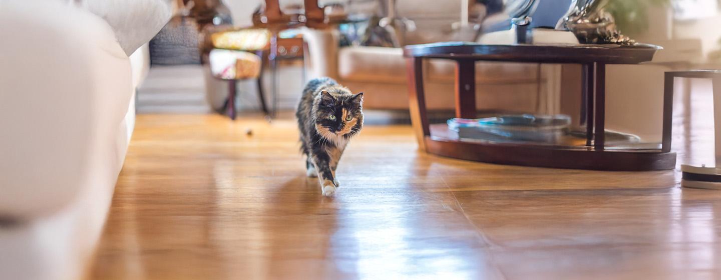 The Most Fascinating Tortoiseshell Cat Facts