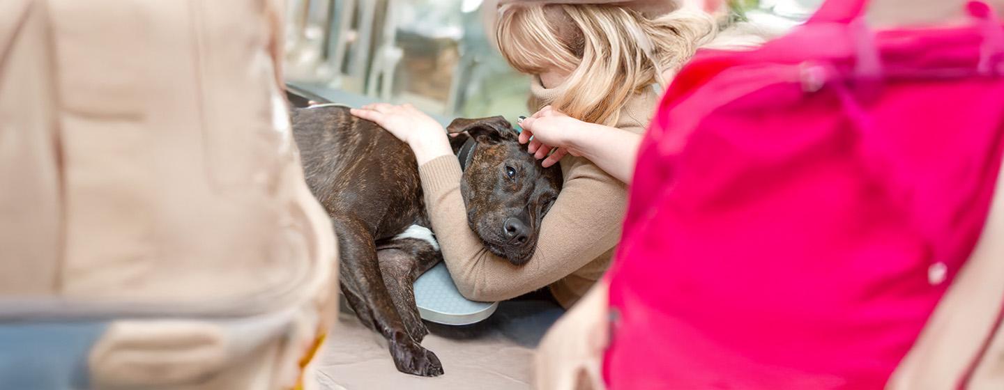 Seizures in Dogs and Dog Epilepsy