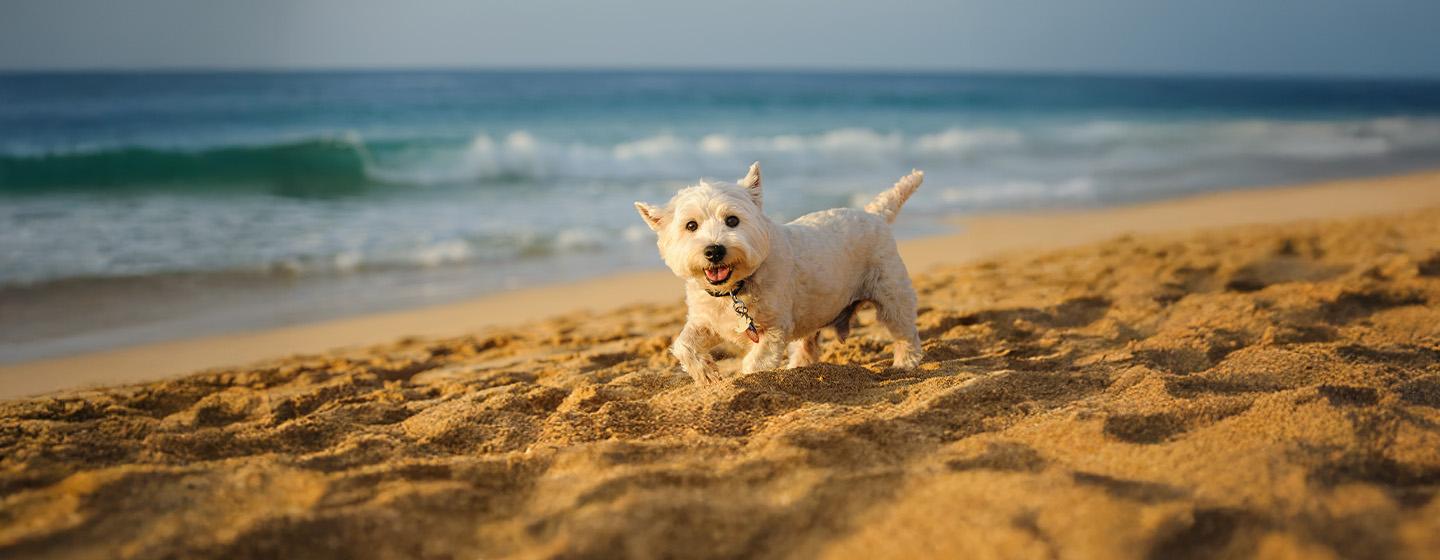 Terrier Dog Breeds: Everything You Need to Know