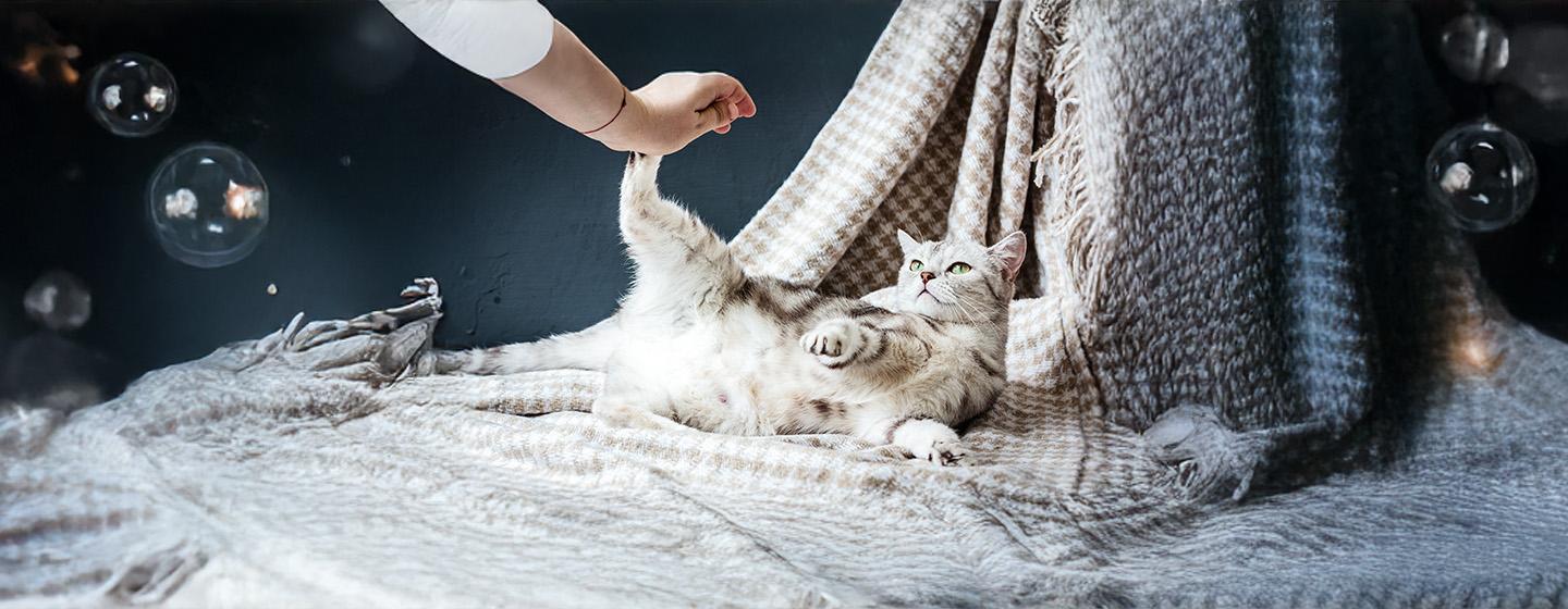 Top Things to Look Out For During Cat Pregnancy & Labour