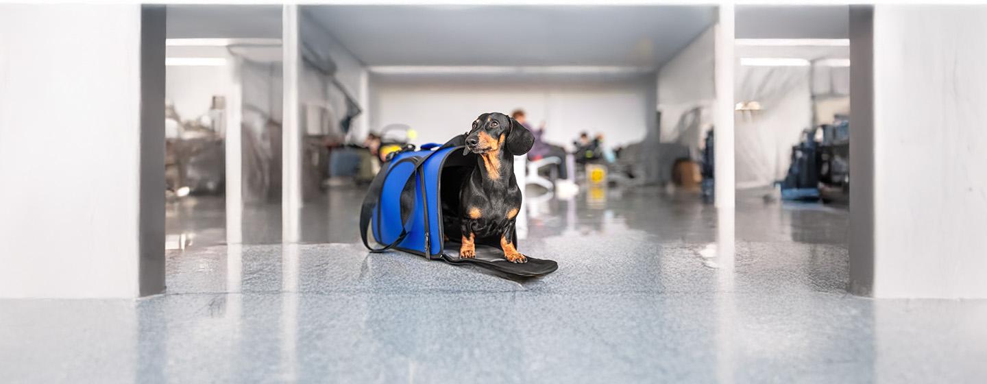 Travelling with Your Dog on a Plane