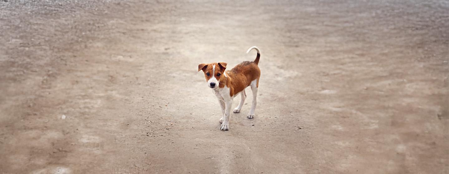 What to Do If You Found a Stray Dog?