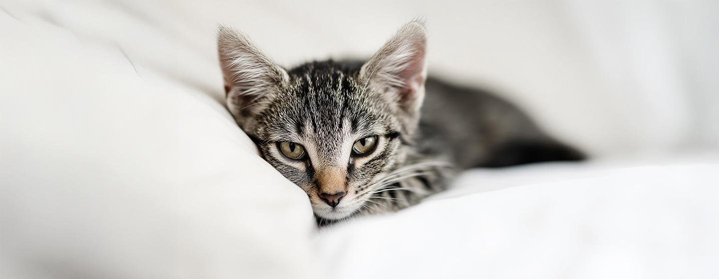 What to Do If Your Cat Goes Missing