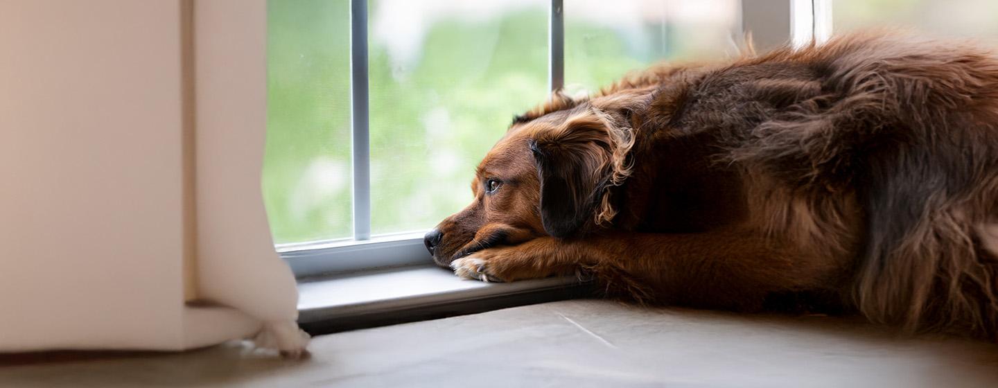 What to Do If Your Dog Goes Missing