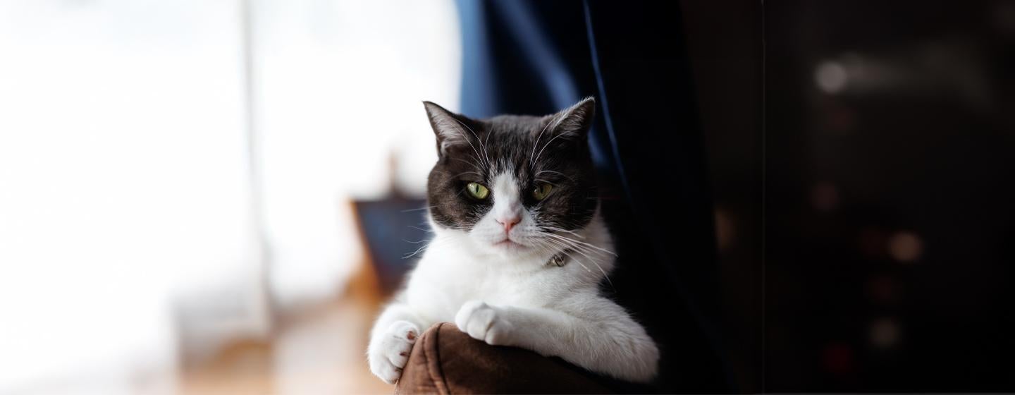 Why Does My Cat Stare at Me