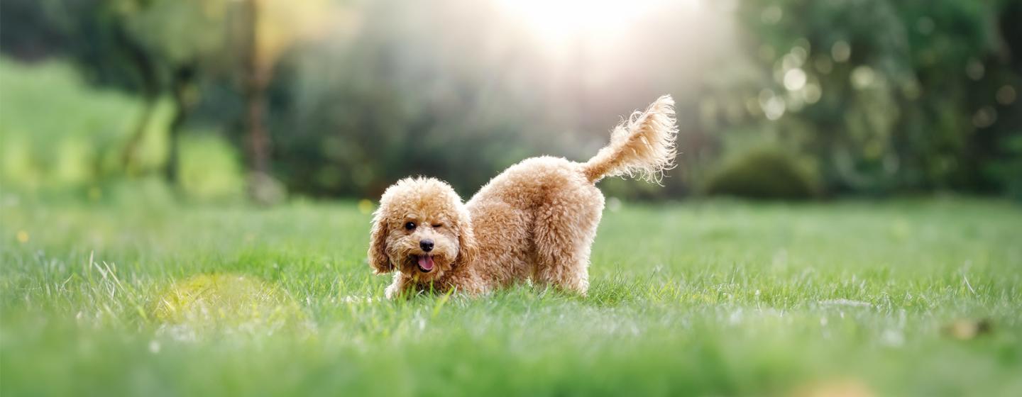 Why do dogs wag their tails