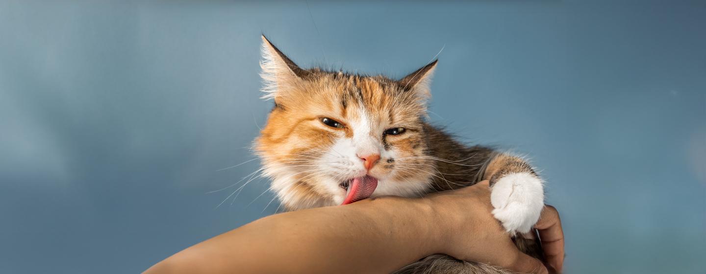 Why does my cat lick me