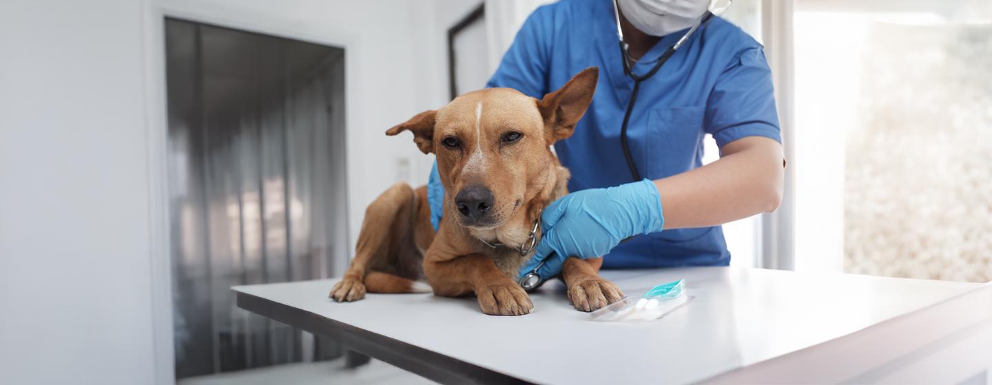 Yeast Infection in Dogs_Everything You Need to Know