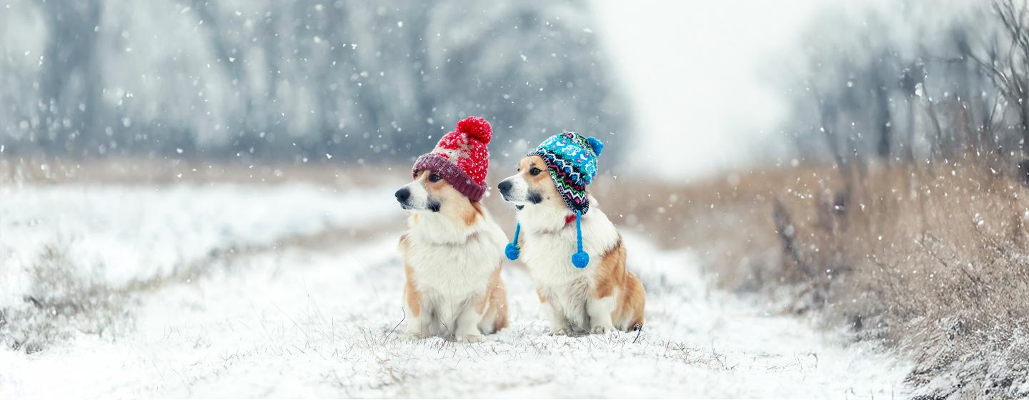 Hypothermia in Dogs: Symptoms and Treatment