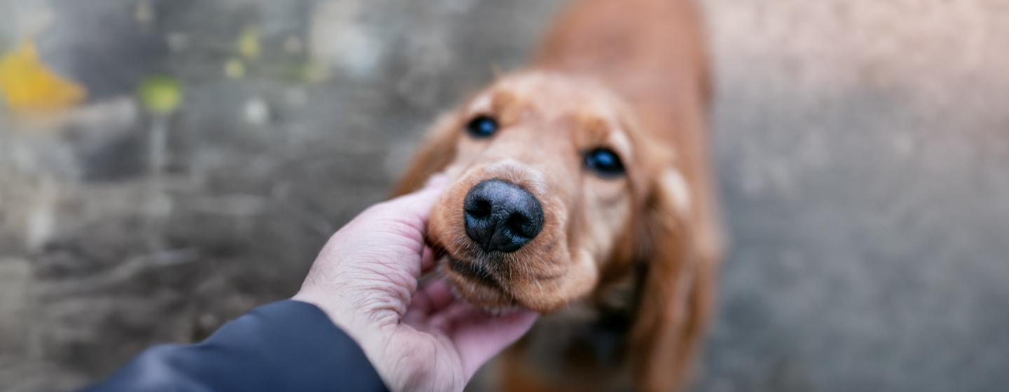 Is Your Dog’s Nose Dry? Here is What It Could Mean