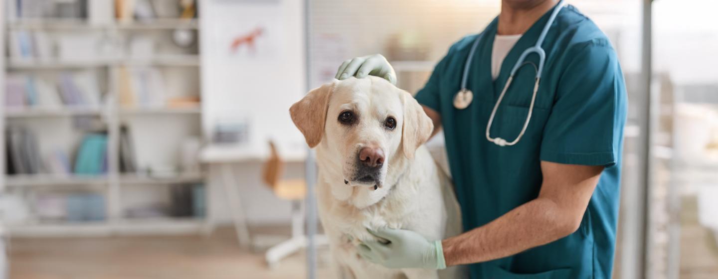 Kidney Failure in Dogs