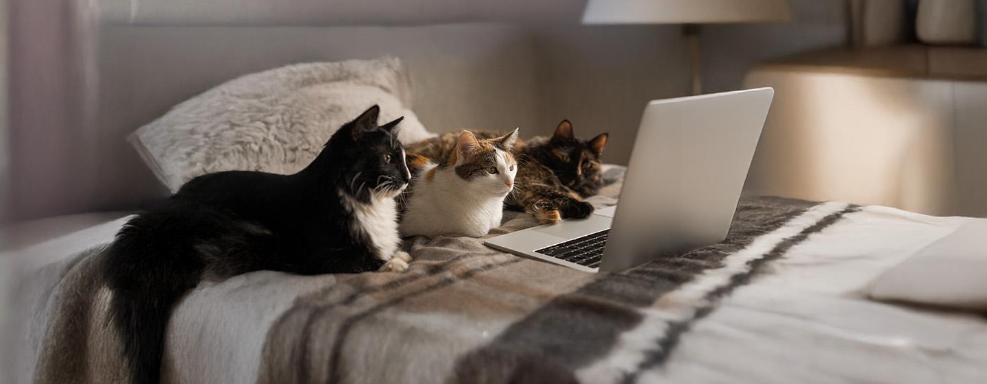 Videos for Cats to Watch