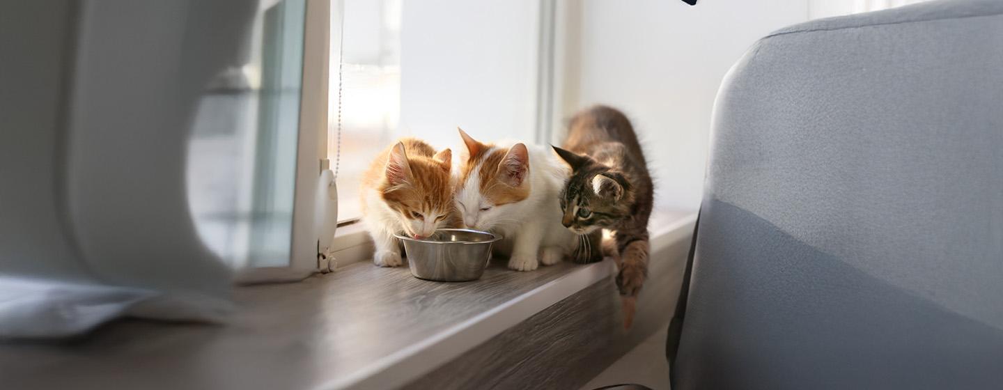 Wet or dry cat food?