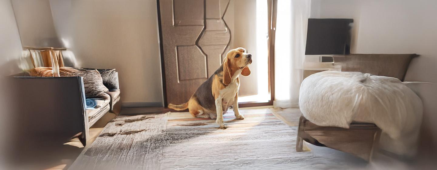 What Are the Signs of Dog Pregnancy?