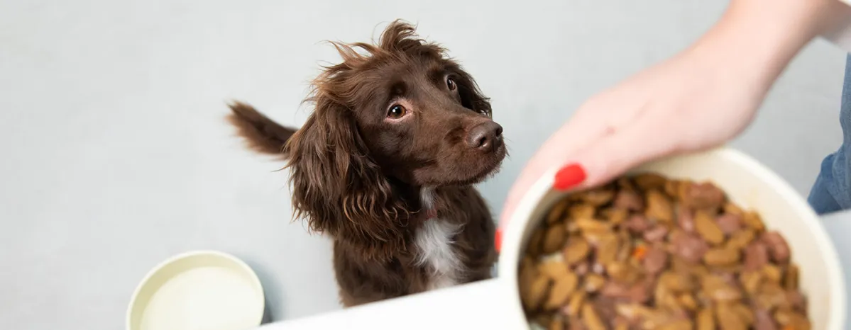 Wet or Dry Dog Food?