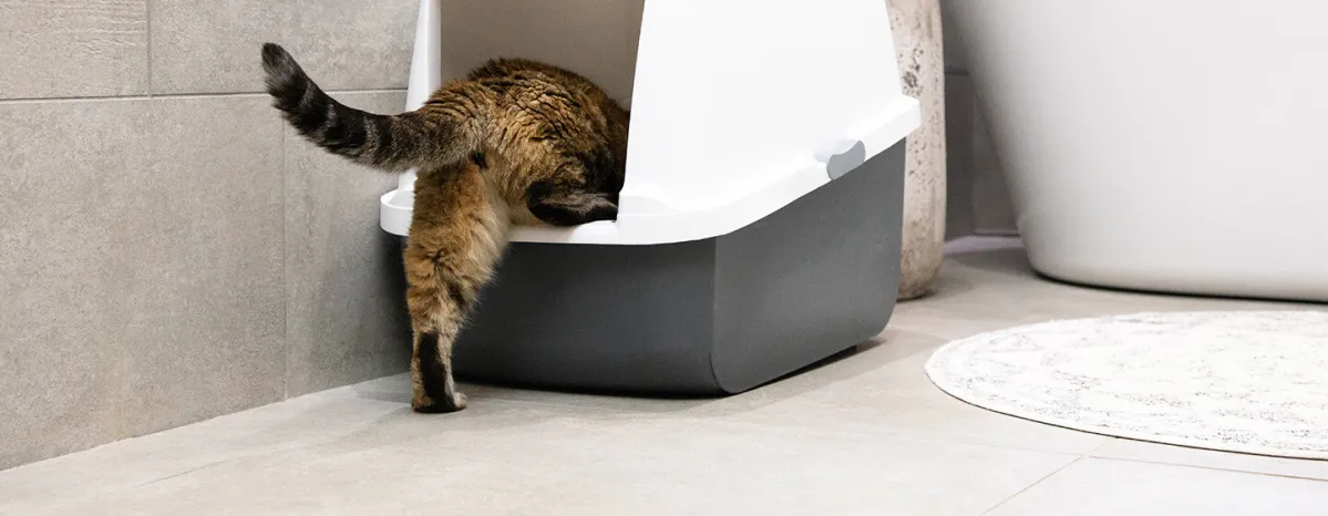 Blood in Cat Poo