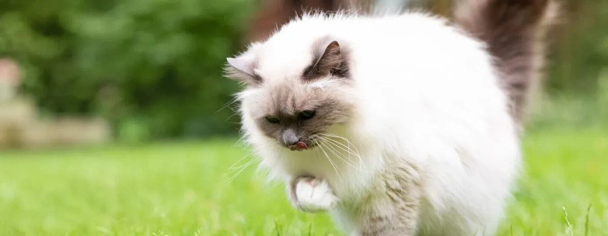Cat Hairballs What You Should Know