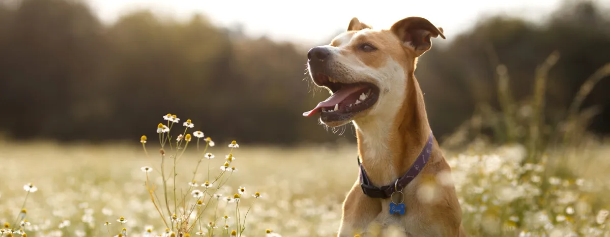 Dog Allergies Symptoms, Triggers and Treatment