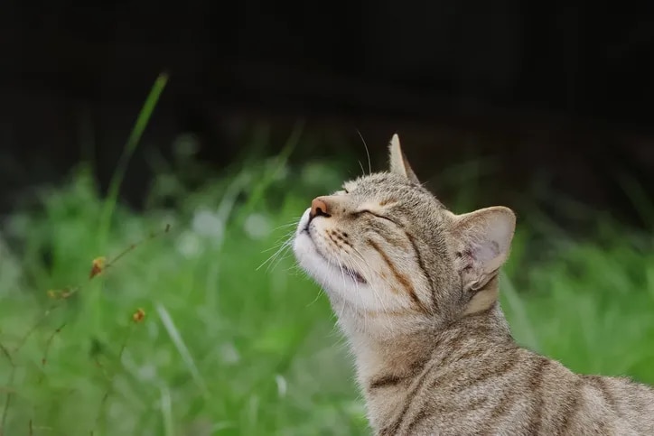 Cat looking up in the air