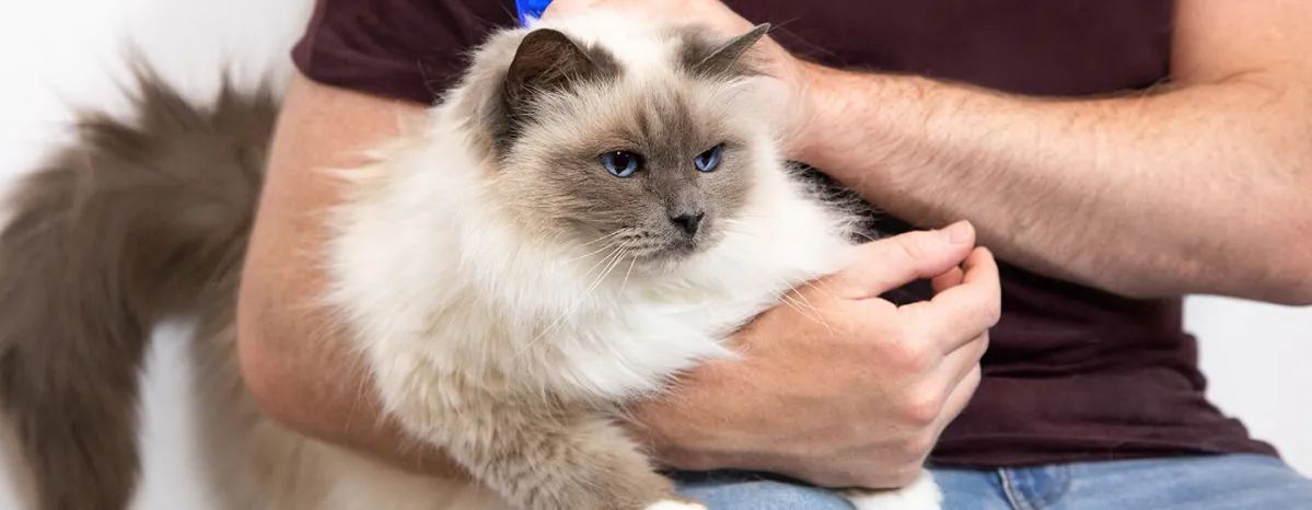 Gingivitis in cats
