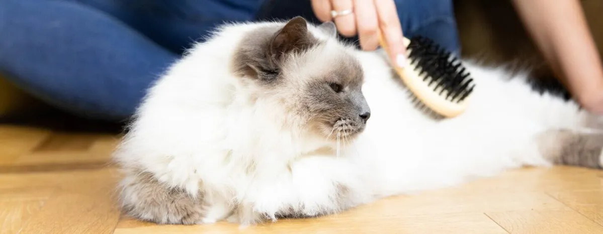 How To Groom Your Cat Properly