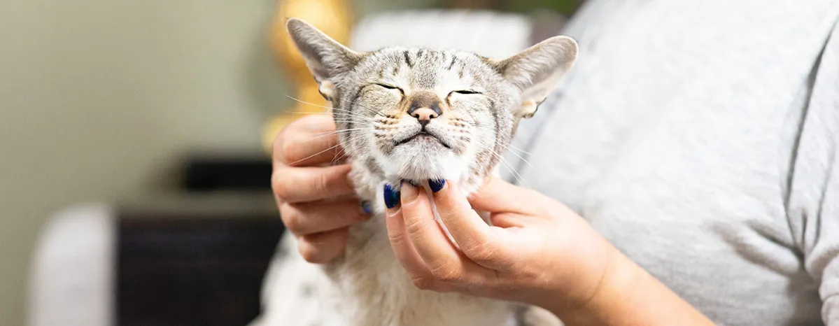 How to Give a Cat a Pill