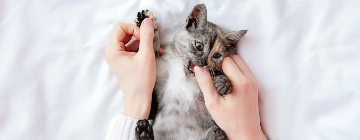 How to Stop Your Cat Biting