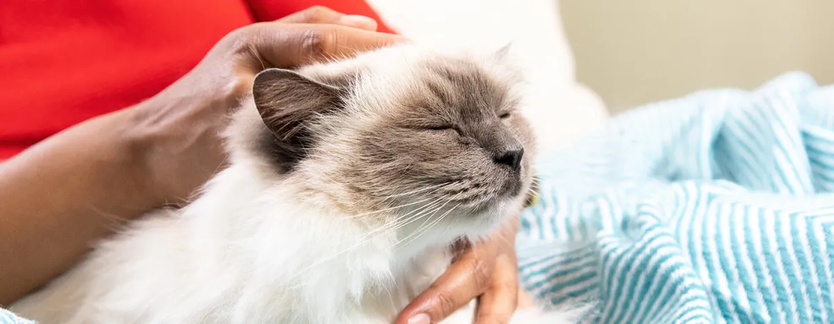 How to Massage Your Cat