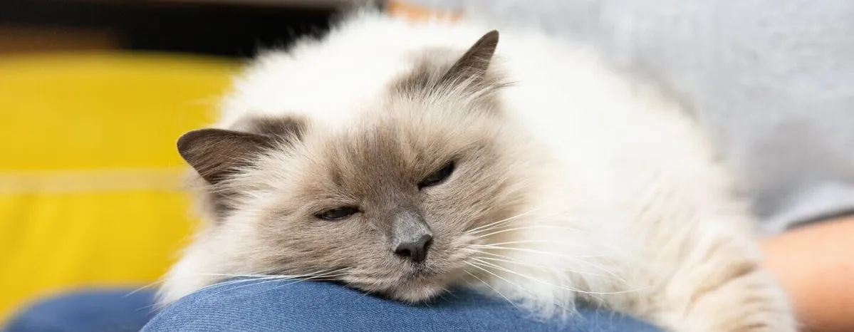 Kitten and Cat Neutering FAQs