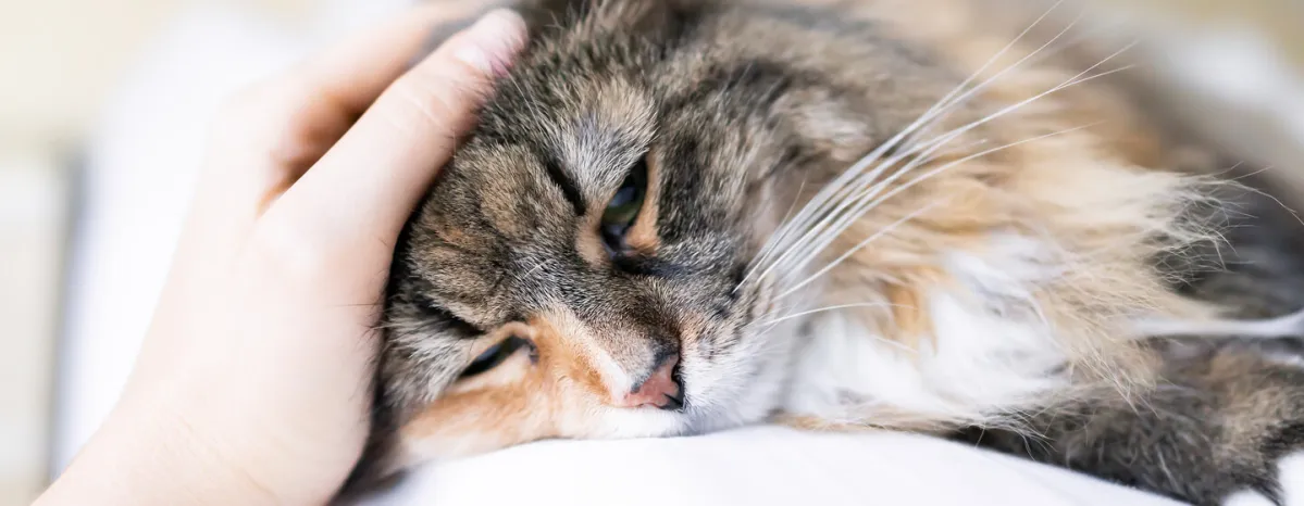 Lungworm in Cats – Symptoms and Treatment