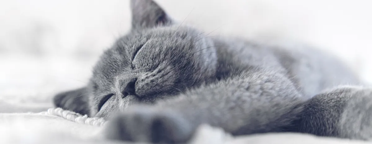 Sleeping Arrangements for a Kitten’s First Night