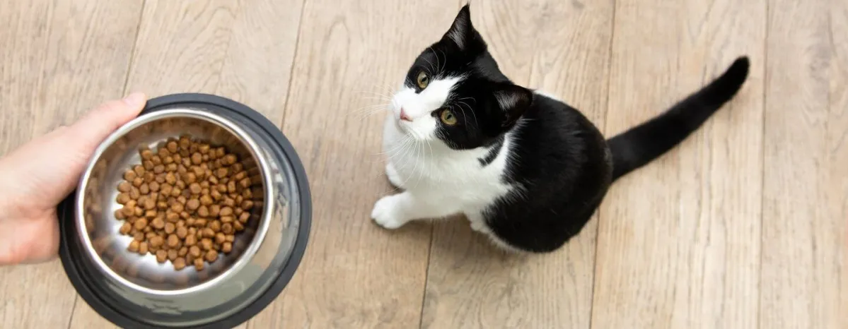What to Feed a Kitten