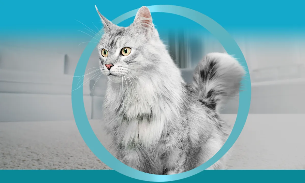 Purina ONE®