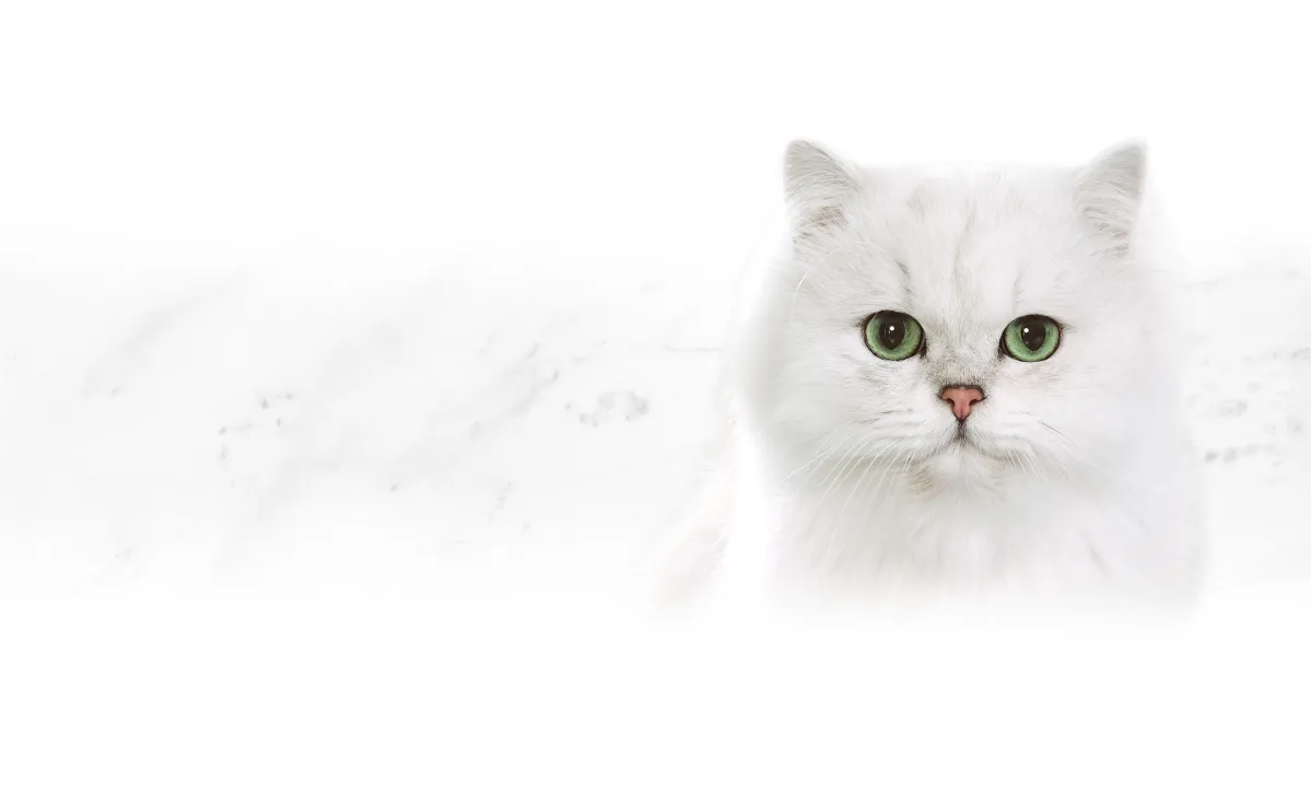 Fancy Feast