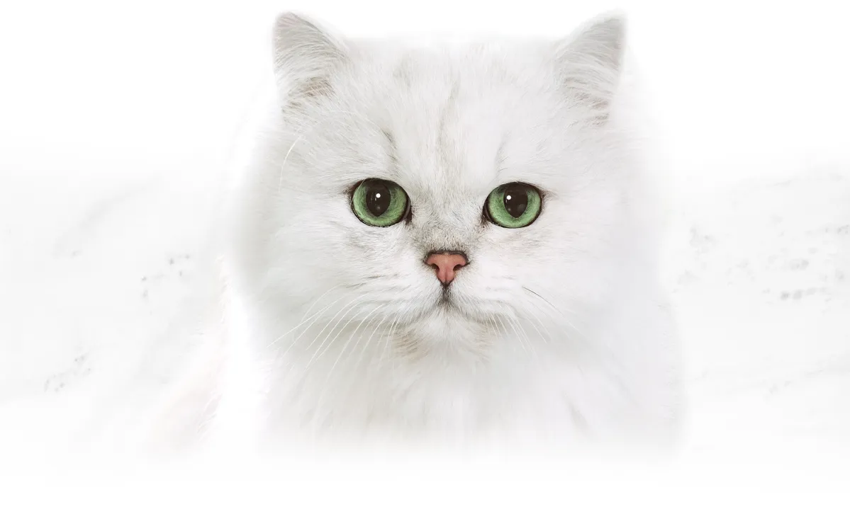 Fancy Feast